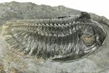 Multi-Toned Hollardops Trilobite Fossil - Ofaten, Morocco #323564-3